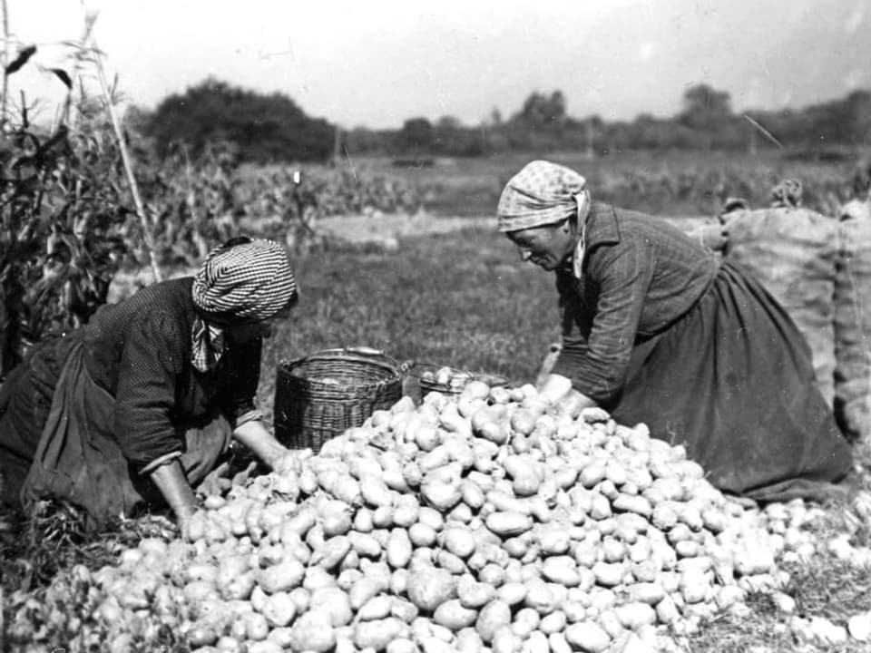 Chavar tartuffels è ditg stà ina lavur che tutgava tar ils duairs da las puras. FR XXXIX / 5308