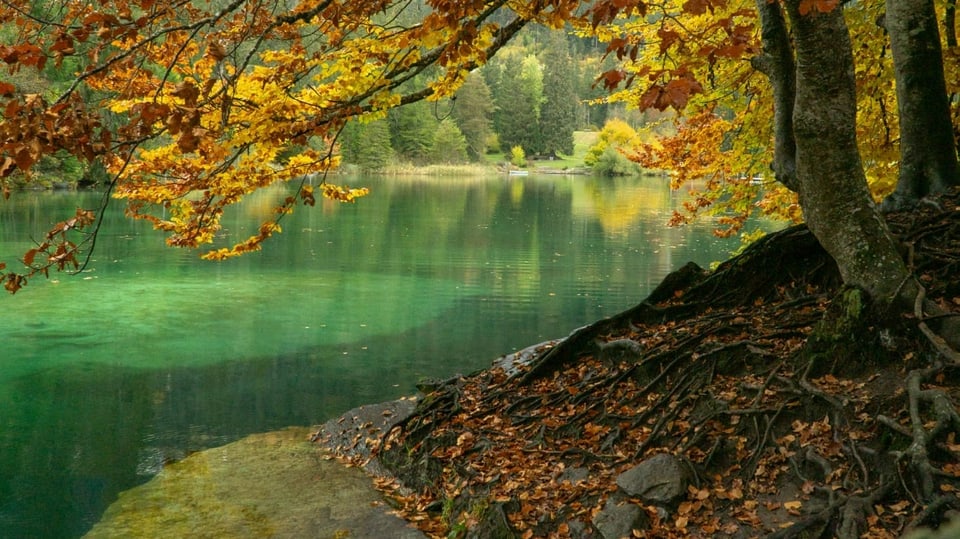 Lag la Cresta cun planta en vsetgi d'atun