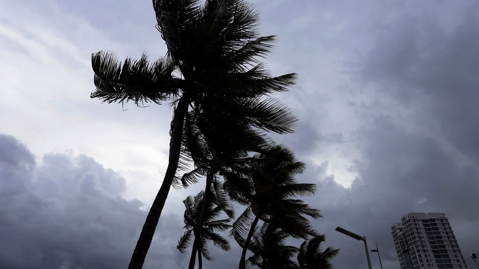 palmas en il vent ferm