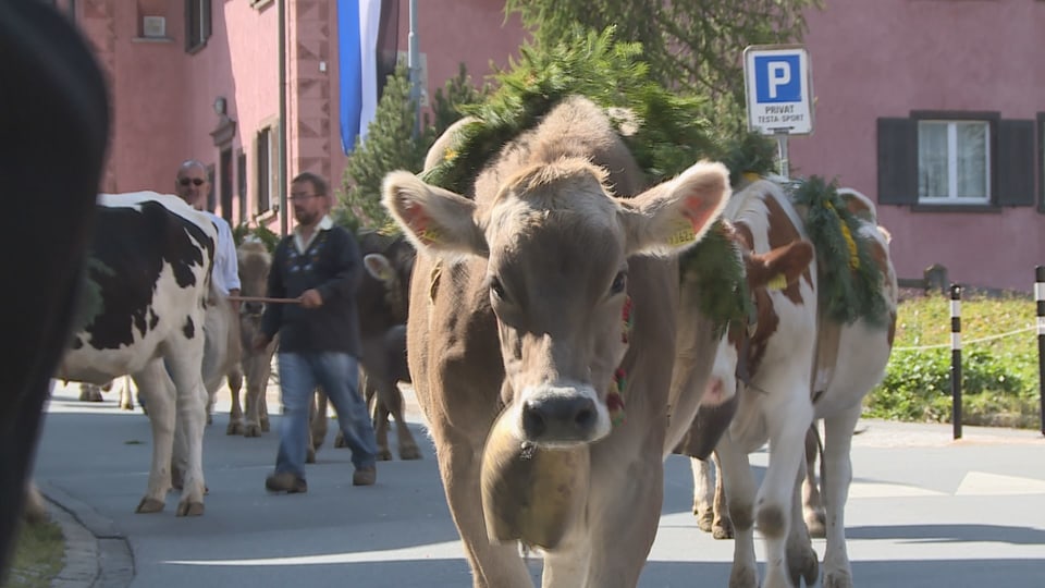 La muaglia fa buna parada.