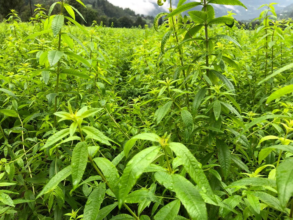 I dat passa 70 sorts verbena. Eisenkrautfplantage für The.