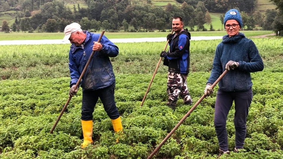 Lavurera e lavurers stagiunals che procuran per eras nettas. Arbeit auf den Feldern von Bio Raselli.