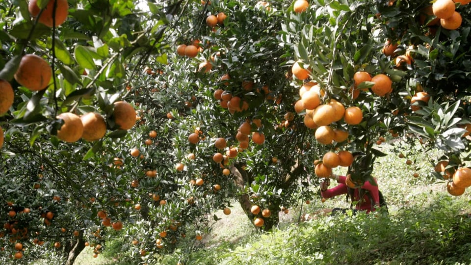 Plantascha da mandarinas en la China.