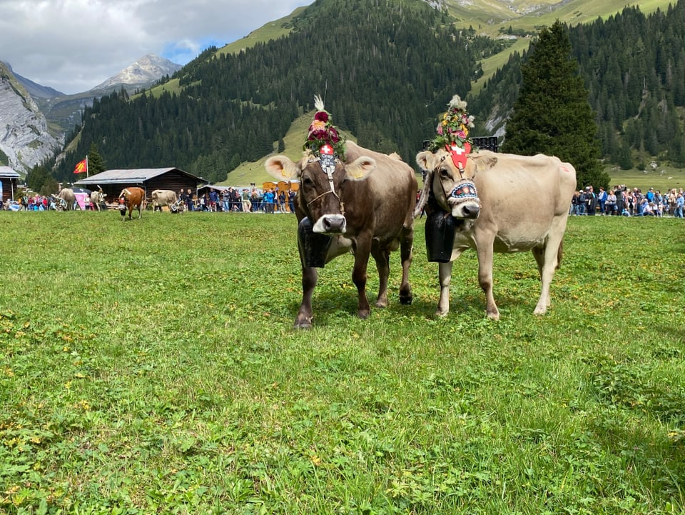 Kühe am Alpabzug in Bargis