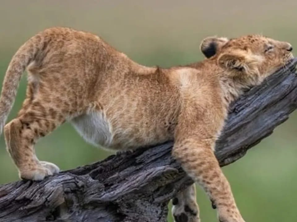 Löwe