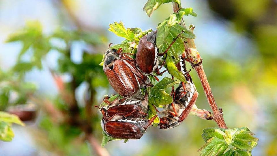 pitschnas buccarias