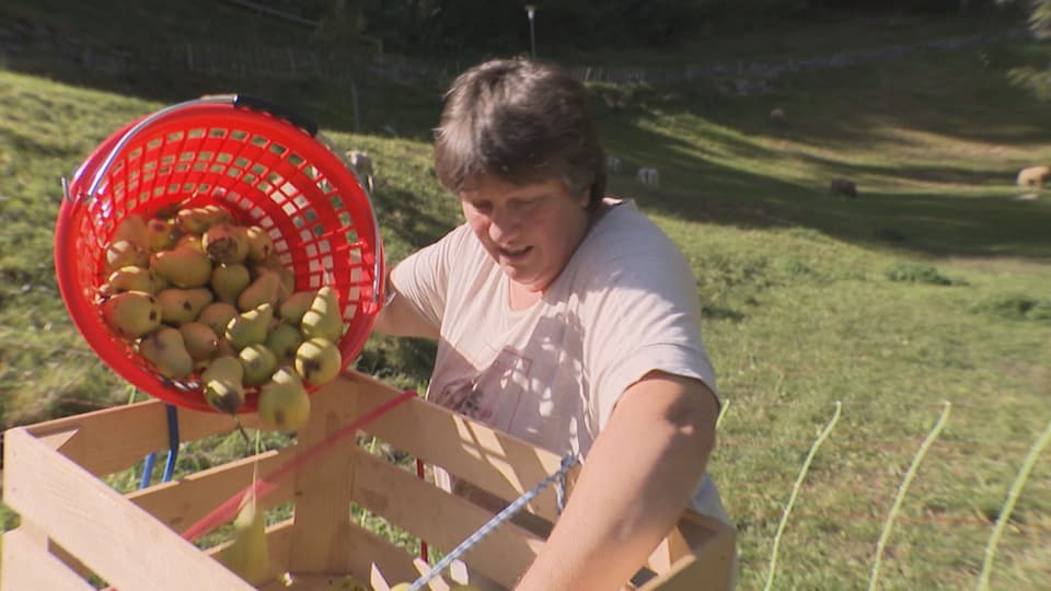 Die Birnen sind geerntet