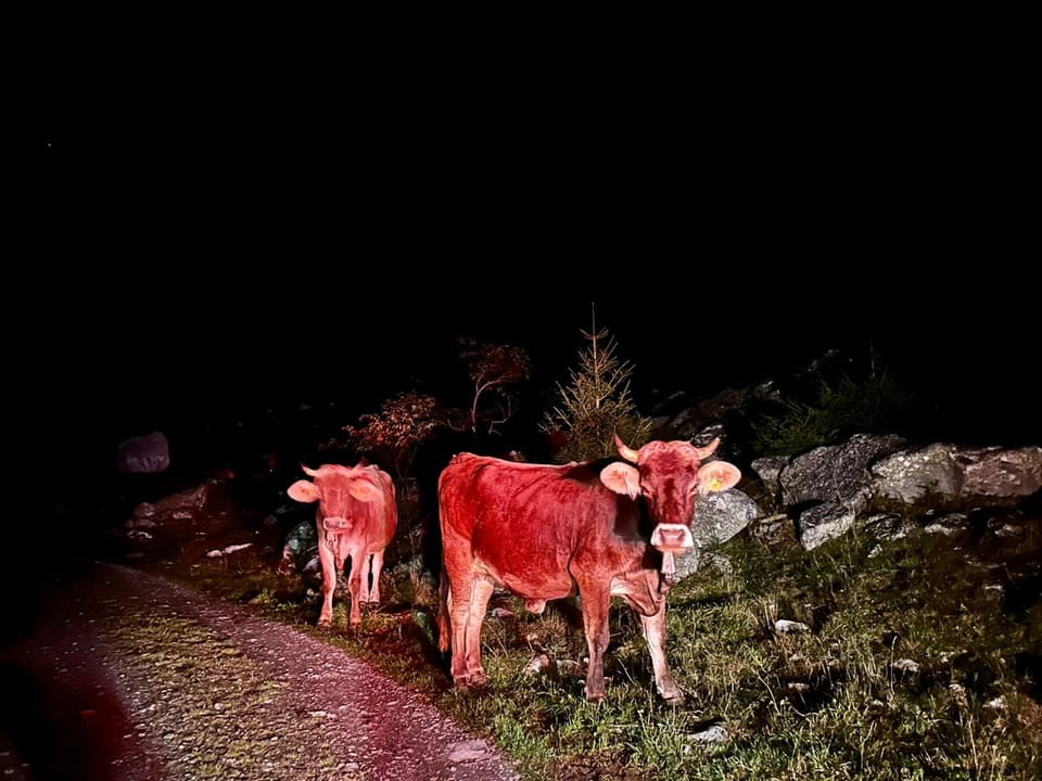 Zwei Kühe in der Nacht, mit einem Rotstich.