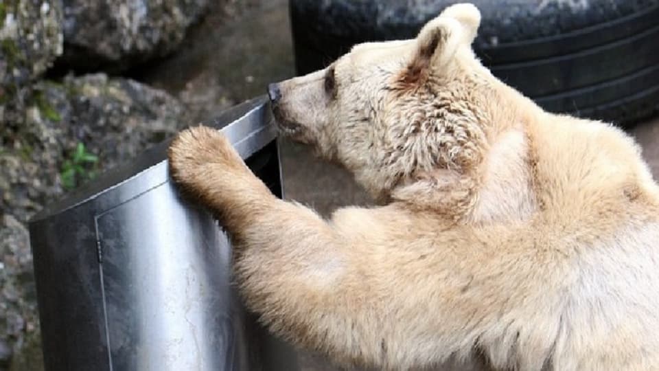 Urs ch'emprova d'avrir in recipient da rument che vegn testà en il parc da Goldau.